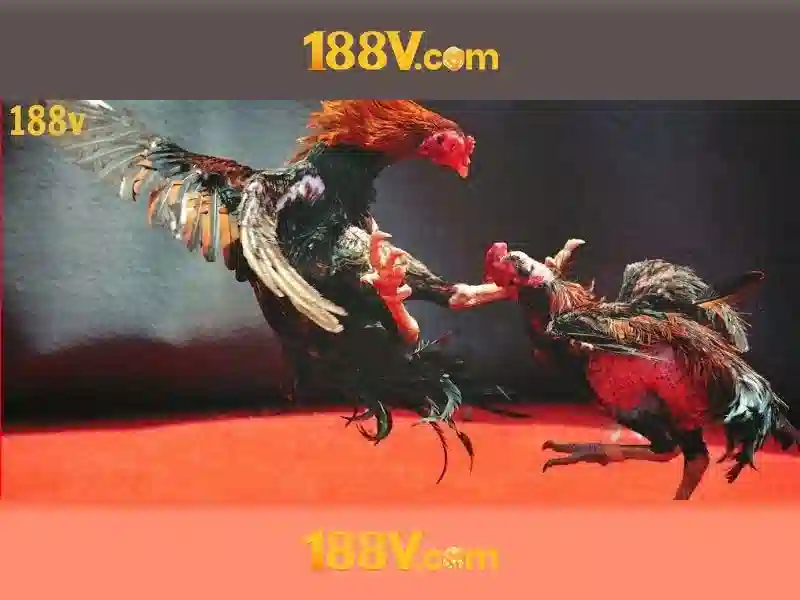 '188V là một khái niệm sáng tạo'<h>Nguồn cảm hứng và bối cảnh</h><p style=