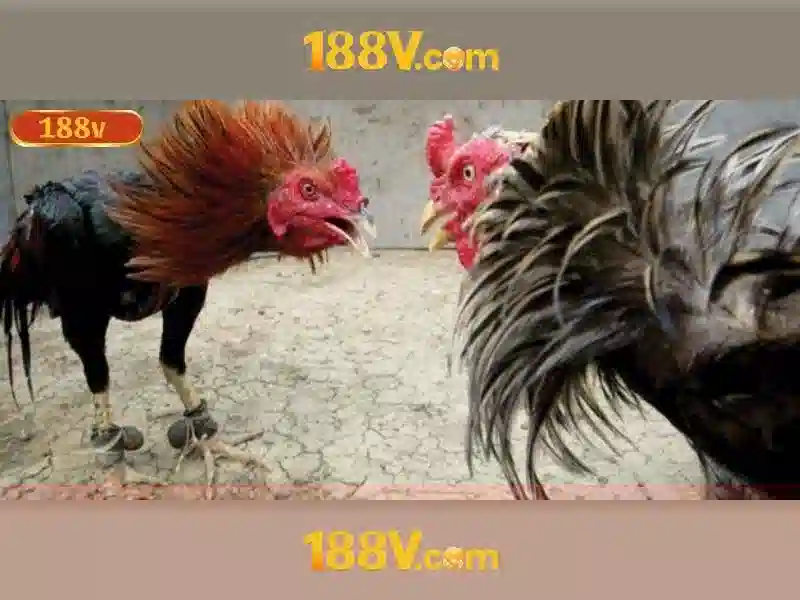 Sản phẩm và dịch vụ cốt lõi của 188v