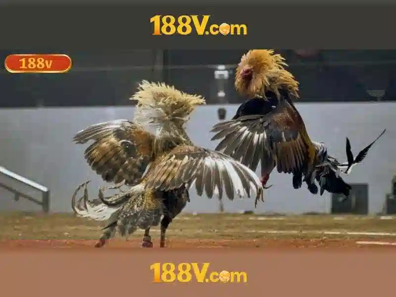 188v là gì - Khám phá nền tảng, trải nghiệm và tương lai