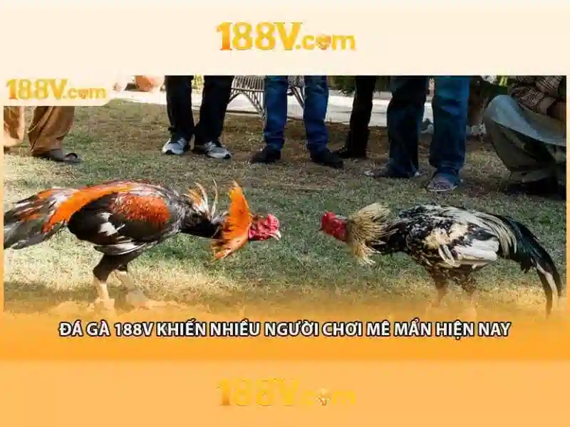 188v. - Khám phá nền tảng đổi mới và trải nghiệm